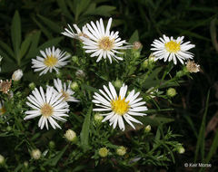 Image of white panicle aster