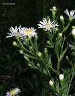 Image of white panicle aster