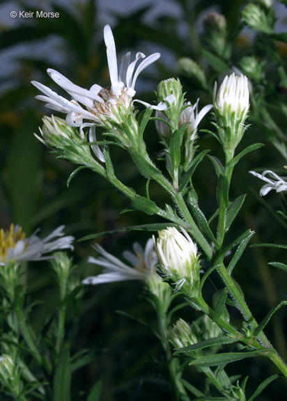 Image of white panicle aster