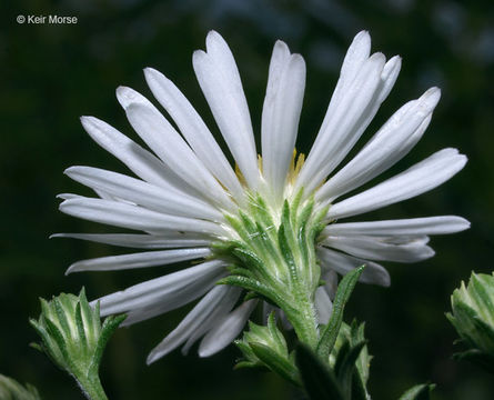 Image of white panicle aster