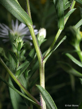 Image of white panicle aster