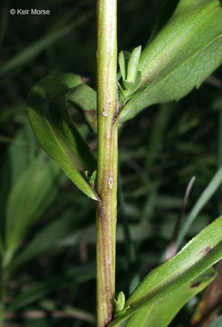 Image of white panicle aster