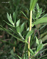 Image of white panicle aster