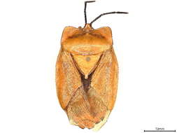 Image of Tessaratominae
