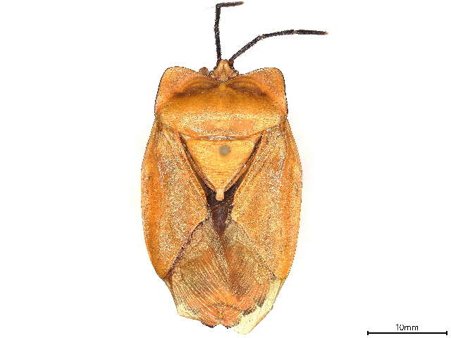 Image of Tessaratominae
