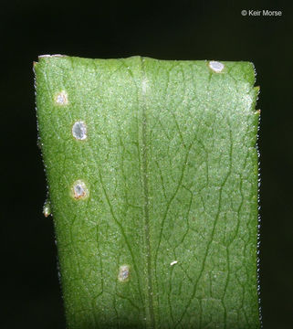 Image of white panicle aster