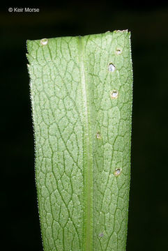 Image of white panicle aster