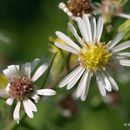 Image of Symphyotrichum lanceolatum var. hirsuticaule (Semple & Chmiel.) G. L. Nesom