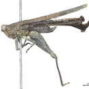 Image of Scelimeninae