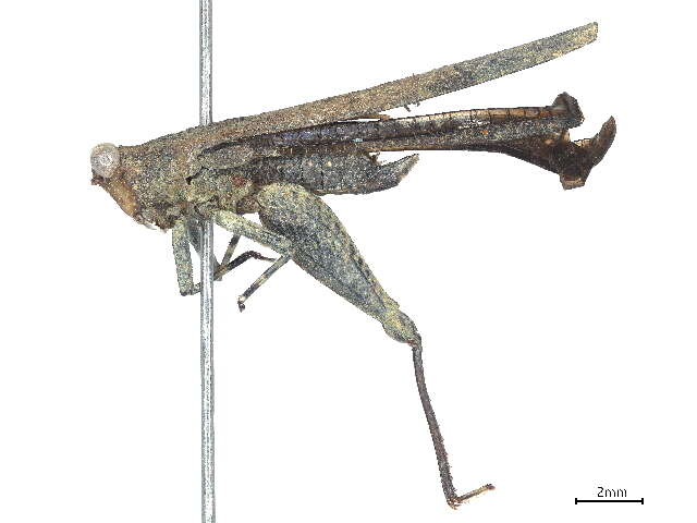 Image of Scelimeninae
