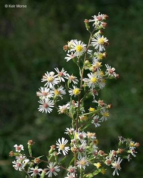 Image of Symphyotrichum lanceolatum var. hirsuticaule (Semple & Chmiel.) G. L. Nesom