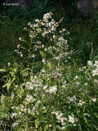 Image of Symphyotrichum lanceolatum var. hirsuticaule (Semple & Chmiel.) G. L. Nesom