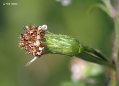 Image of Symphyotrichum lanceolatum var. hirsuticaule (Semple & Chmiel.) G. L. Nesom