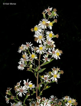 Image of Symphyotrichum lanceolatum var. hirsuticaule (Semple & Chmiel.) G. L. Nesom