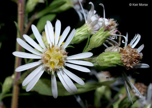 Image of Symphyotrichum lanceolatum var. hirsuticaule (Semple & Chmiel.) G. L. Nesom