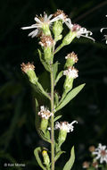 Image of Symphyotrichum lanceolatum var. hirsuticaule (Semple & Chmiel.) G. L. Nesom