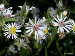 Image of Symphyotrichum lanceolatum var. hirsuticaule (Semple & Chmiel.) G. L. Nesom