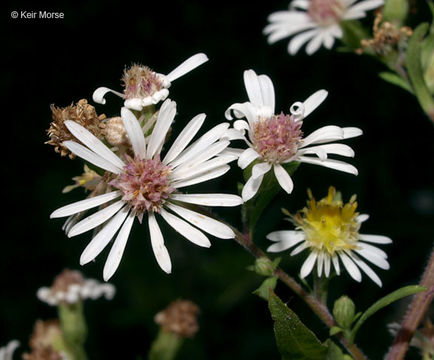 Image of Symphyotrichum lanceolatum var. hirsuticaule (Semple & Chmiel.) G. L. Nesom