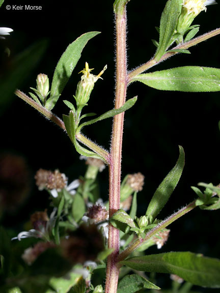 Image of Symphyotrichum lanceolatum var. hirsuticaule (Semple & Chmiel.) G. L. Nesom