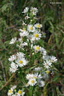 Image of white panicle aster