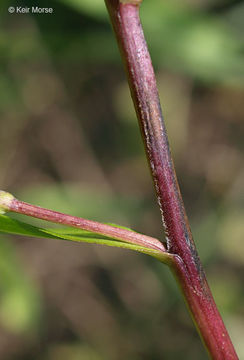 Image of white panicle aster