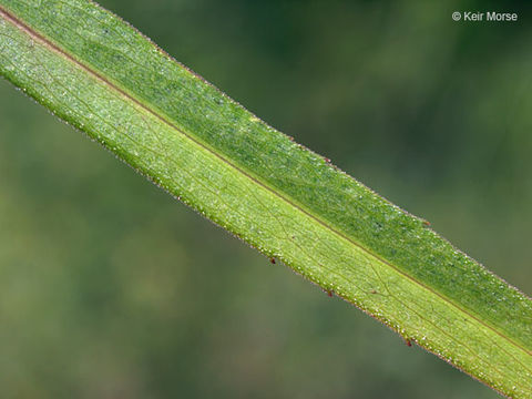 Image of white panicle aster