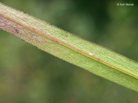 Image of white panicle aster