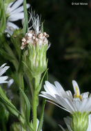 Image of white panicle aster