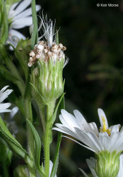 Image of white panicle aster