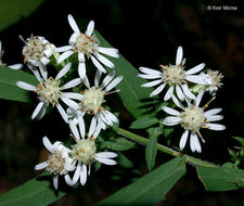 Image of calico aster