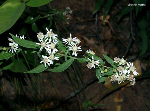 Image of calico aster