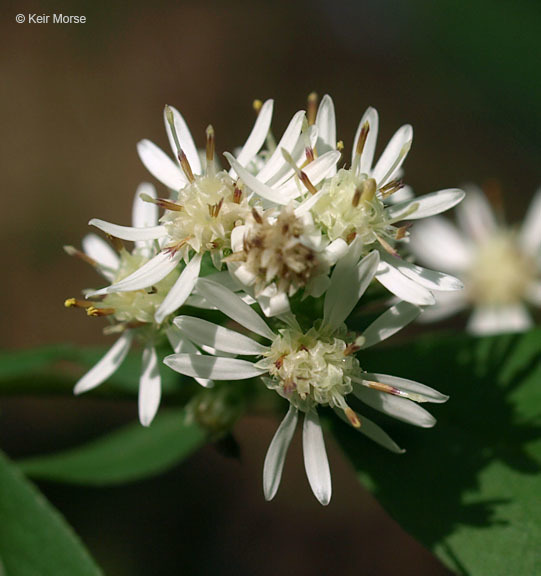 Image of calico aster