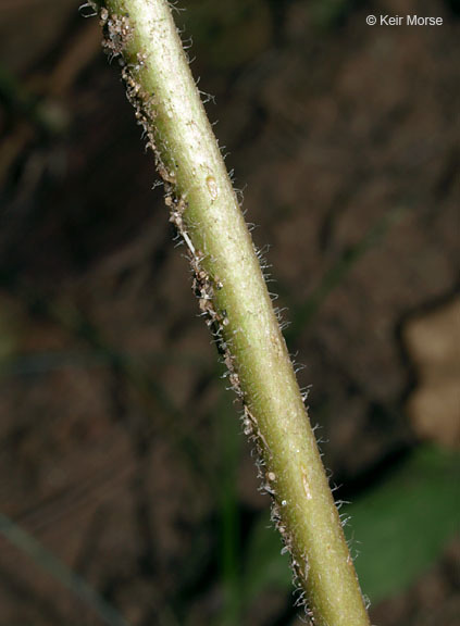 Image of calico aster