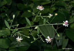 Image of calico aster