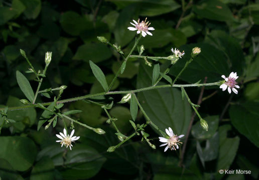 Image of calico aster