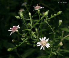 Image of calico aster