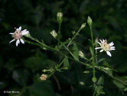 Image of calico aster