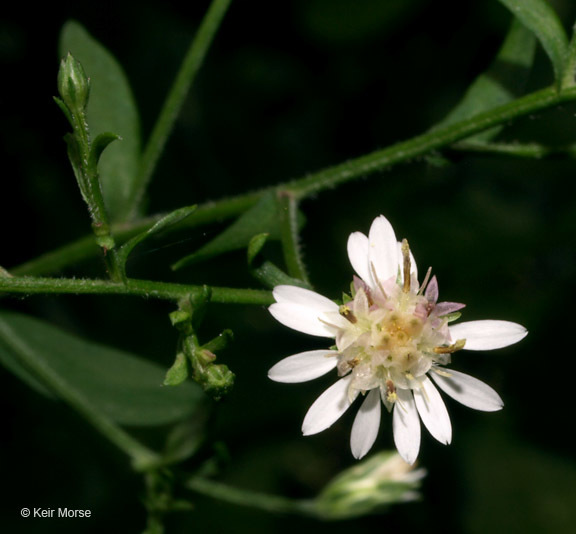Image of calico aster