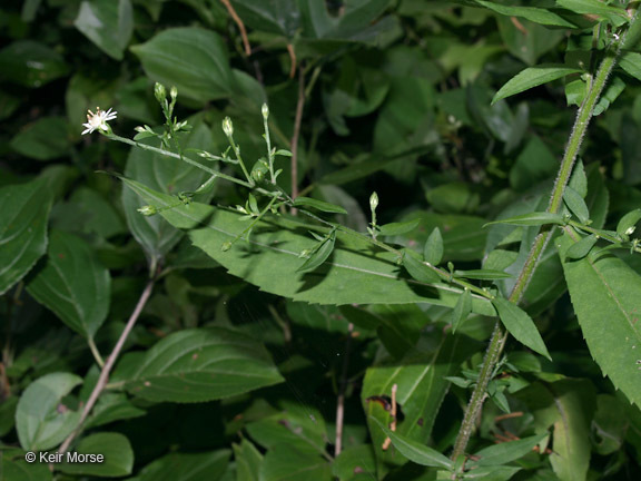 Image of calico aster