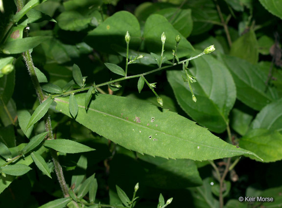 Image of calico aster