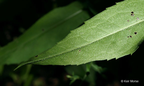 Image of calico aster