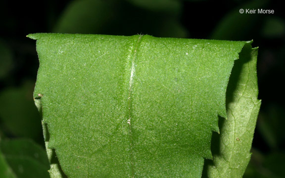 Image of calico aster