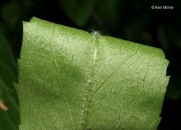 Image of calico aster