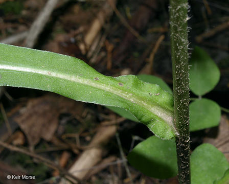 Image of calico aster