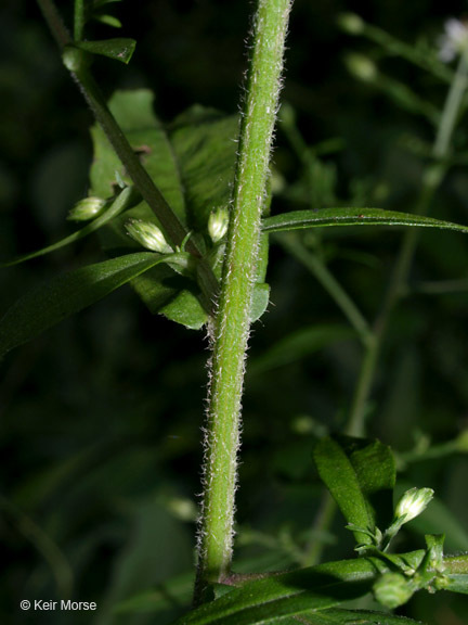 Image of calico aster