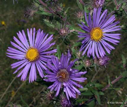 Image of Michaelmas daisy