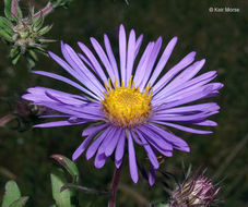 Image of Michaelmas daisy