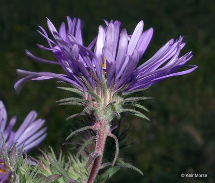 Image of Michaelmas daisy