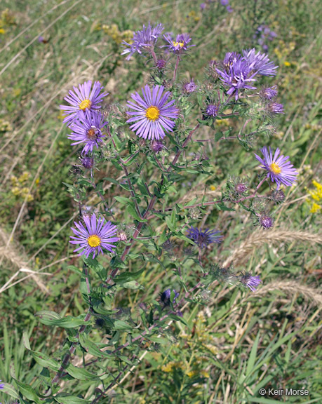 Image of Michaelmas daisy