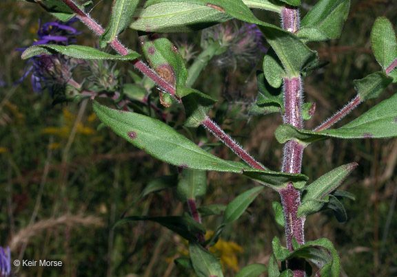 صورة Symphyotrichum novae-angliae (L.) G. L. Nesom